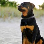 Rottweilern Nr 2