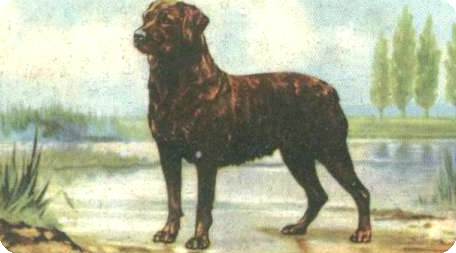 rottweiler-1936_artikel