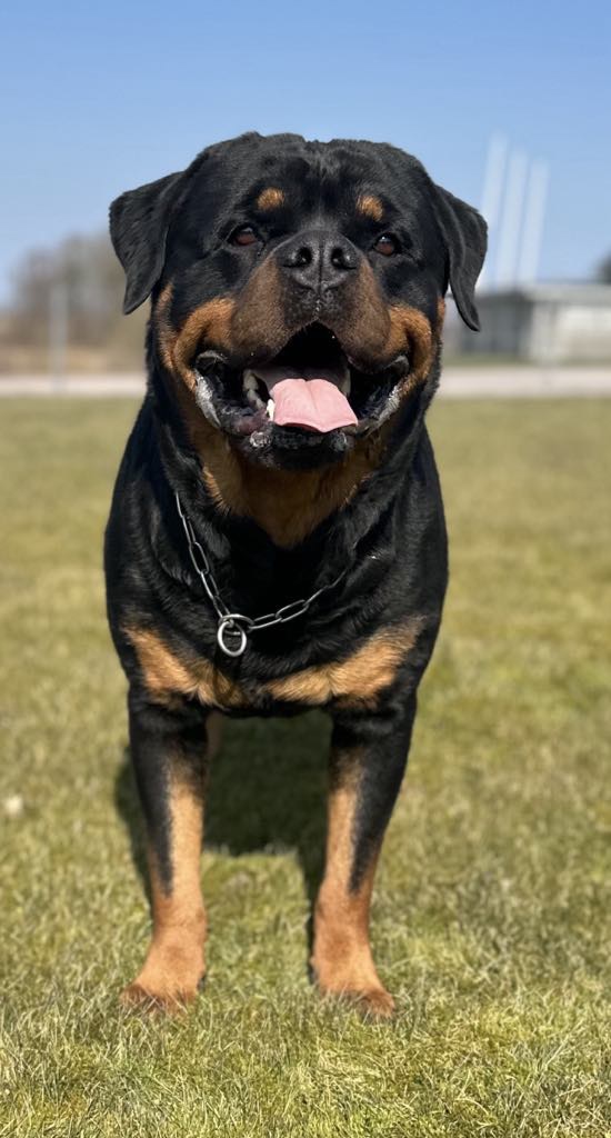 Karsbo´s Rottweiler
