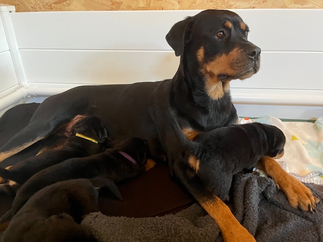 Karsbo´s Rottweiler valpar