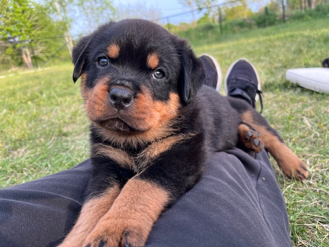 Karsbo´s Rottweiler valp
