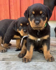 Karsbo´s Rottweiler valpar